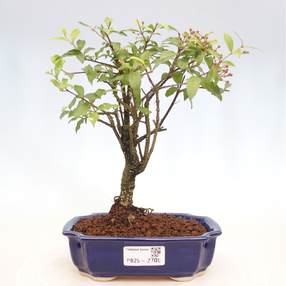 Pokojová bonsai - Malpighia coccigera- Barbdorská třešeň