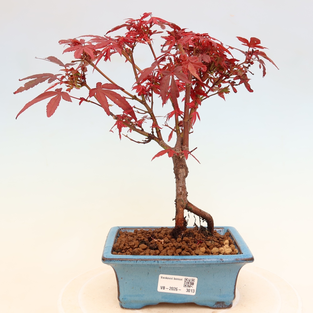 Venkovní bonsai -Javor dlanitolistý  - Acer palmatum Berry Broom 
