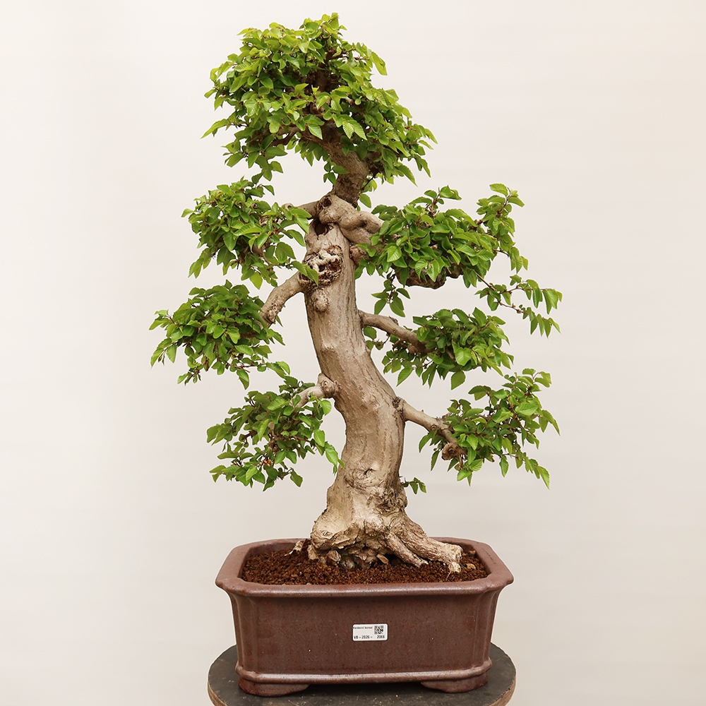 Venkovní bonsai -Carpinus Coreana - Habr korejský