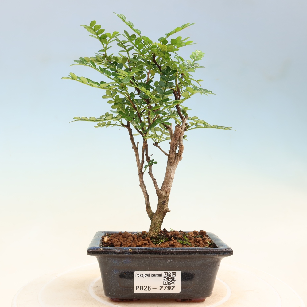 Pokojová bonsai - Zantoxylum piperitum - pepřovník