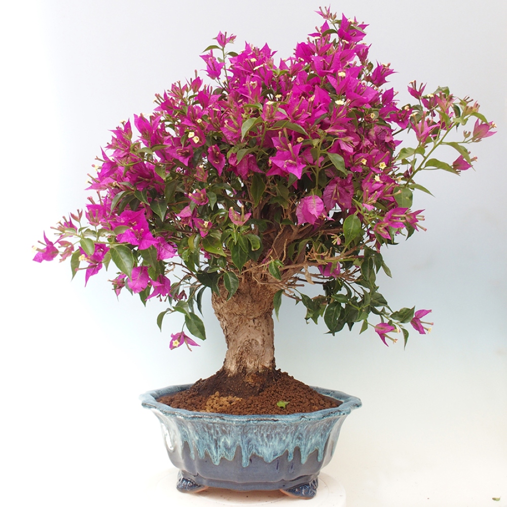 Pokojová bonsai - Bouganwilea