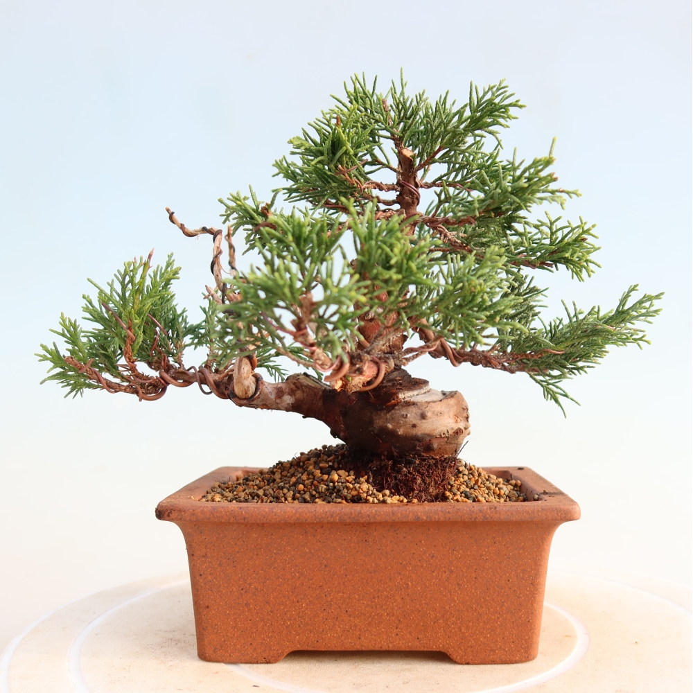 Venkovní bonsai - Juniperus chinensis Itoigawa -Jalovec čínský
