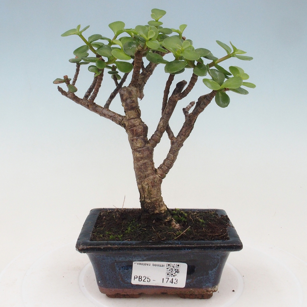 Pokojová bonsai - Portulakaria Afra - Tlustice