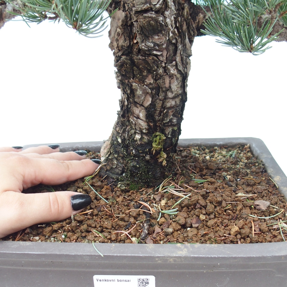 Venkovní bonsai - Pinus parviflora - Borovice drobnokvětá