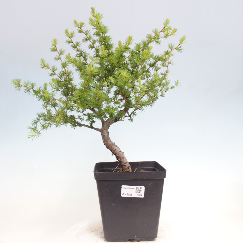 Venkovní bonsai -Larix decidua - Modřín opadavý 