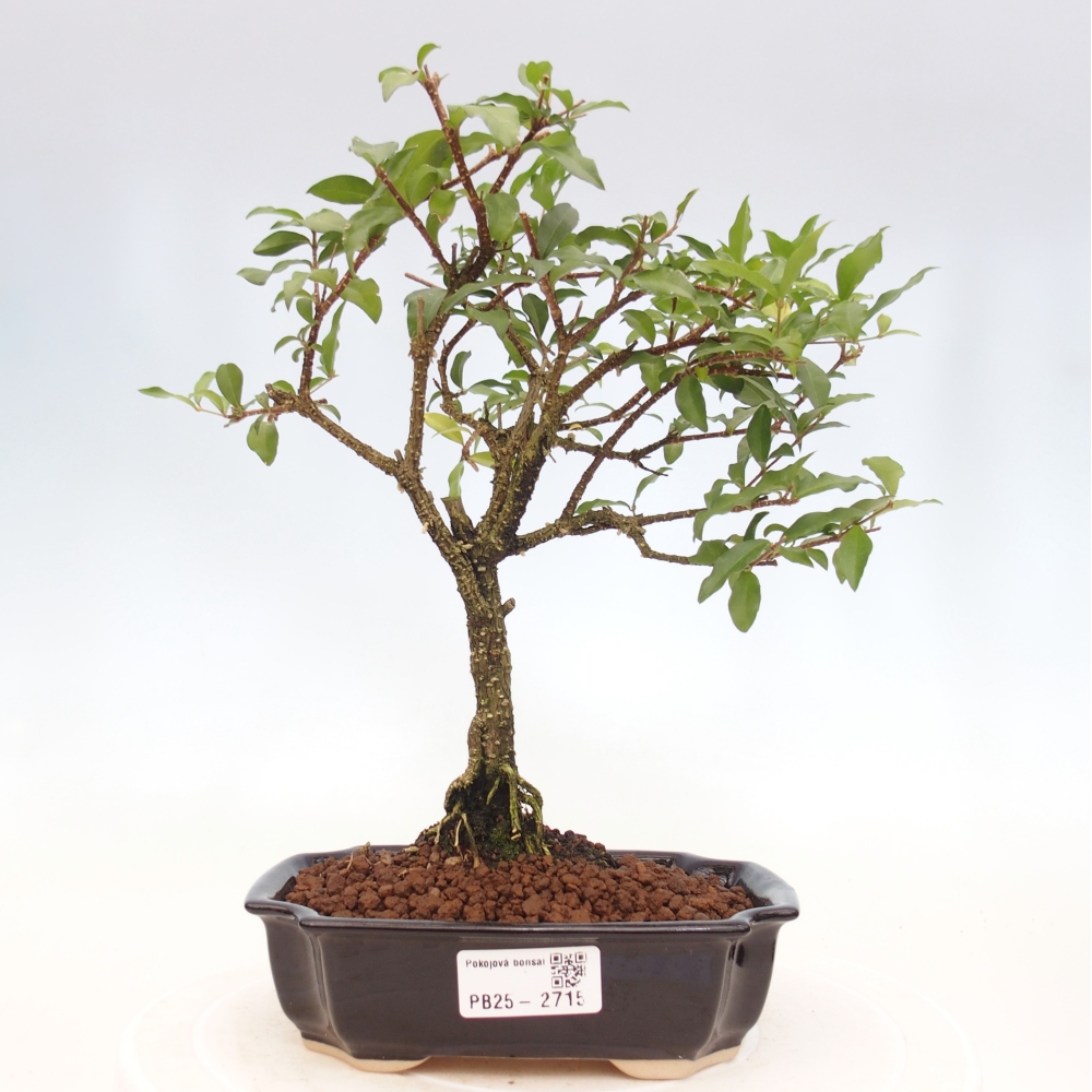 Pokojová bonsai - Malpighia coccigera- Barbdorská třešeň