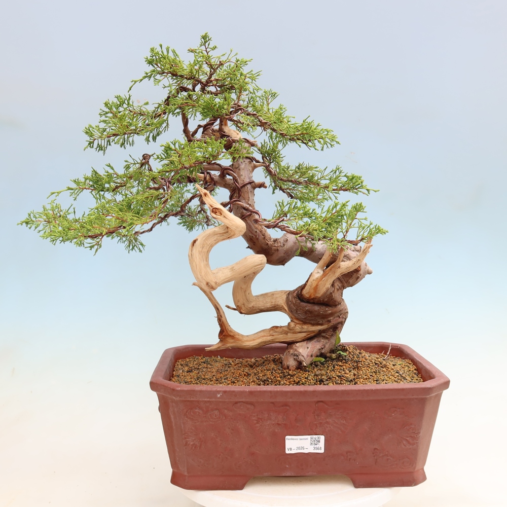 Venkovní bonsai - Juniperus chinensis Itoigawa-Jalovec čínský