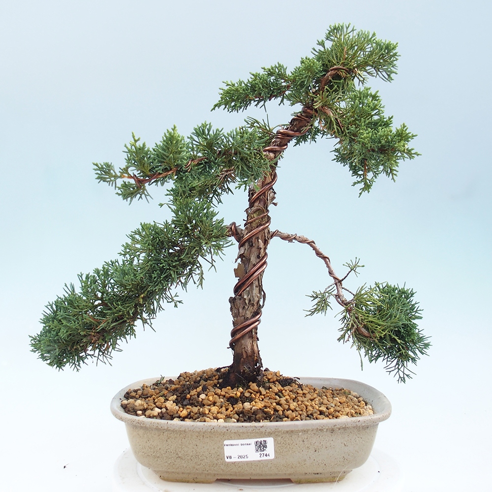 Venkovní bonsai - Juniperus chinensis Kishu -Jalovec čínský