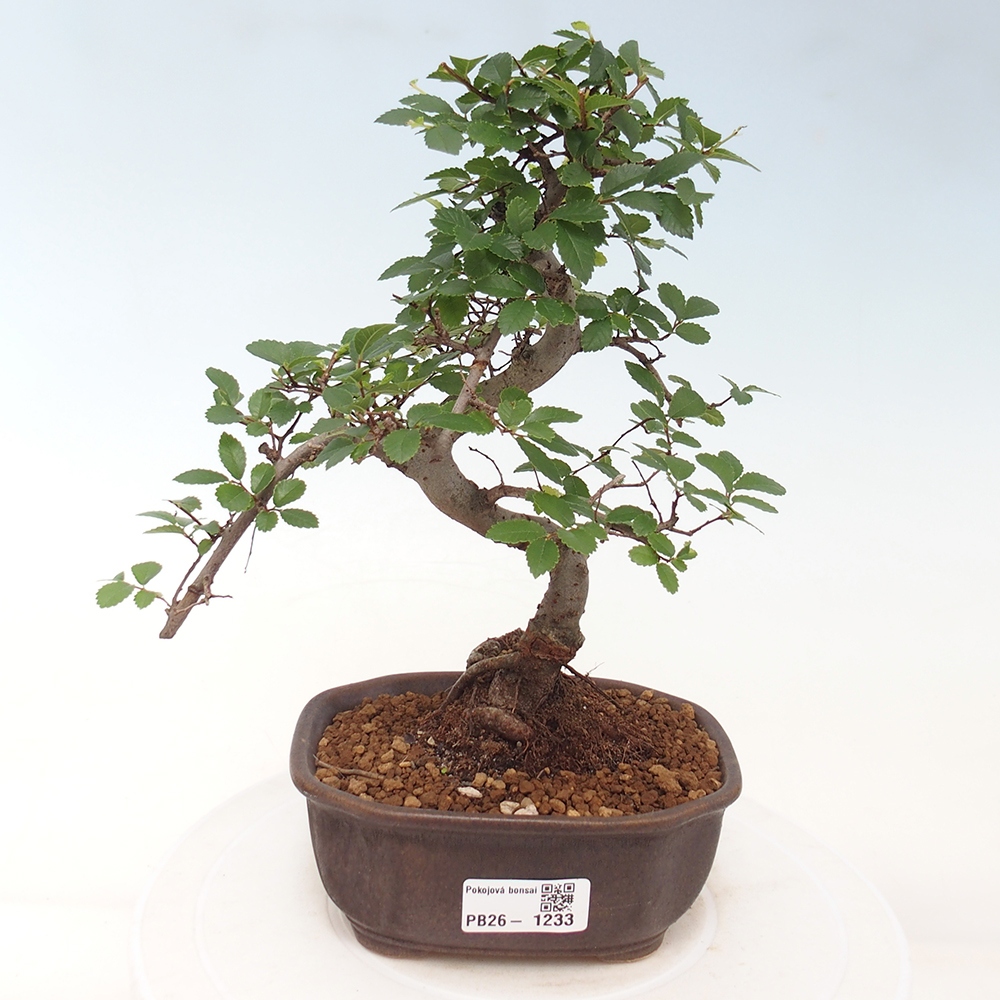 Pokojová bonsai - Ulmus parvifolia - Malolistý jilm