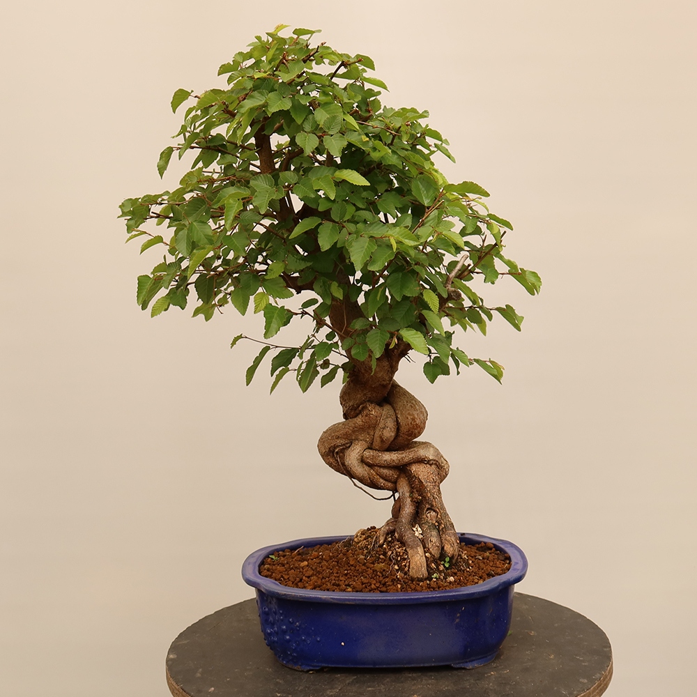 Venkovní bonsai -Carpinus Coreana - Habr korejský