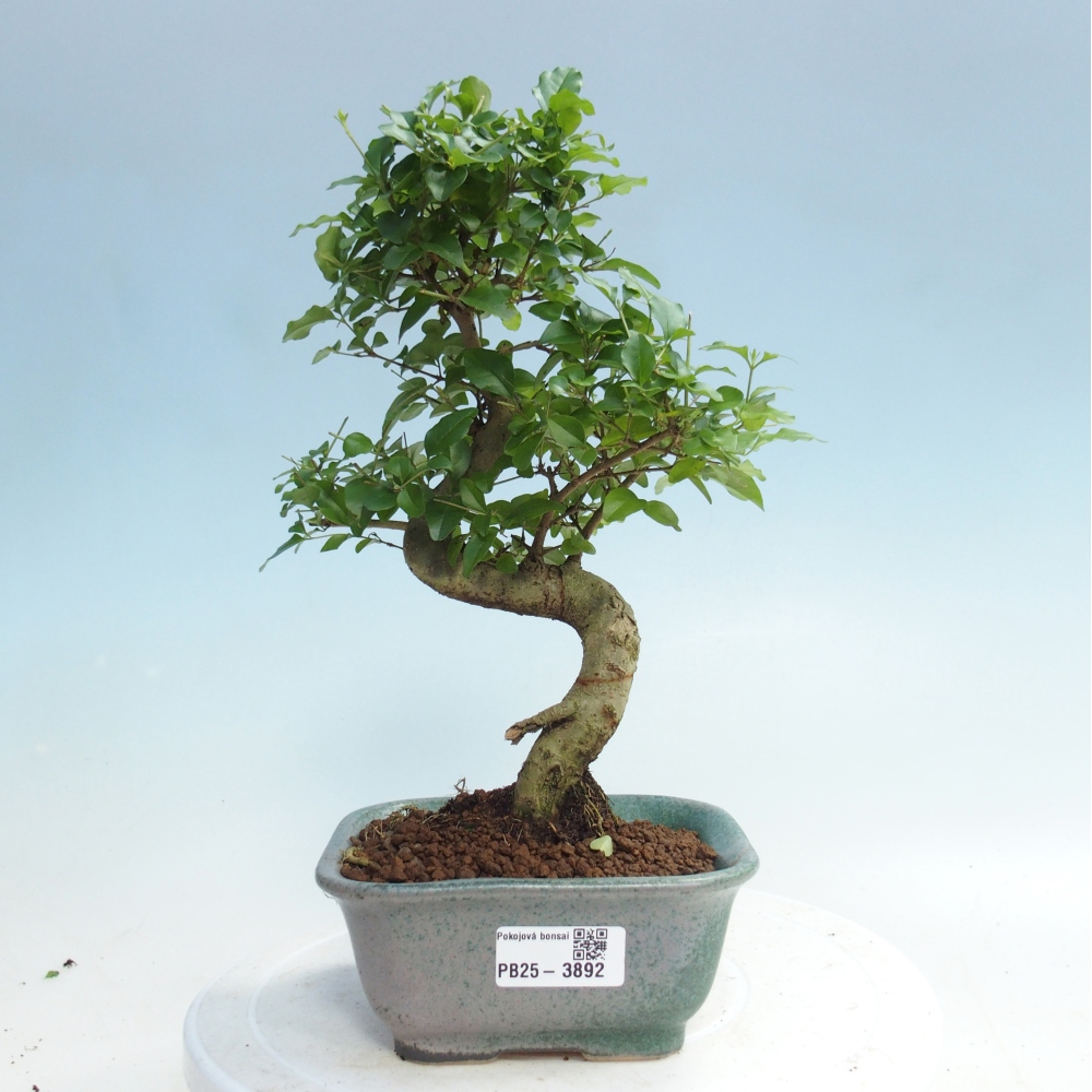 Pokojová bonsai -Ligustrum chinensis - Ptačí zob