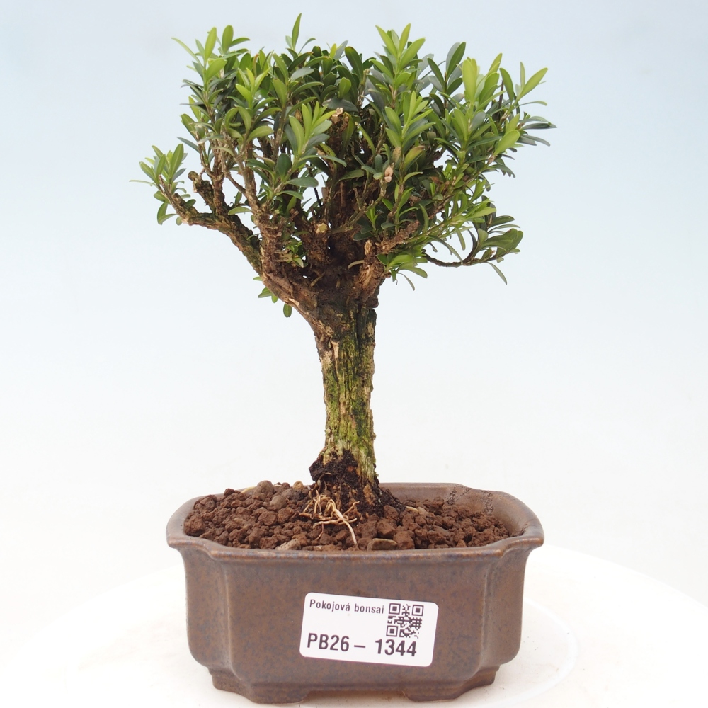 Pokojová bonsai - Buxus harlandii -korkový buxus