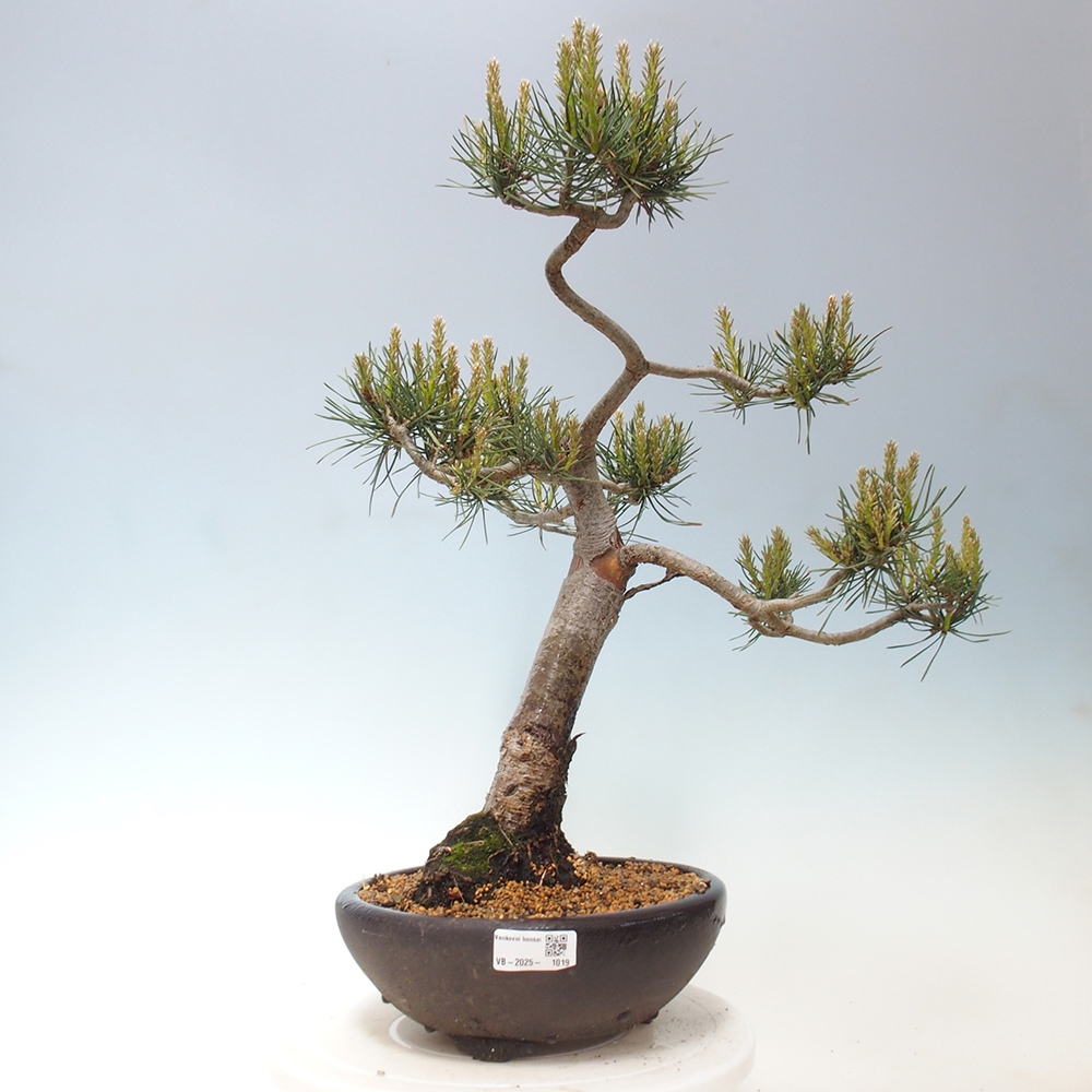 Venkovní bonsai - Pinus Sylvestris Watererri - Borovice lesní