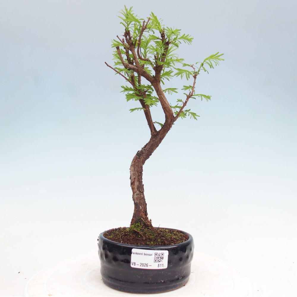 Venkovní bonsai - Metasequoia glyptostroboides - Metasekvoje čínská