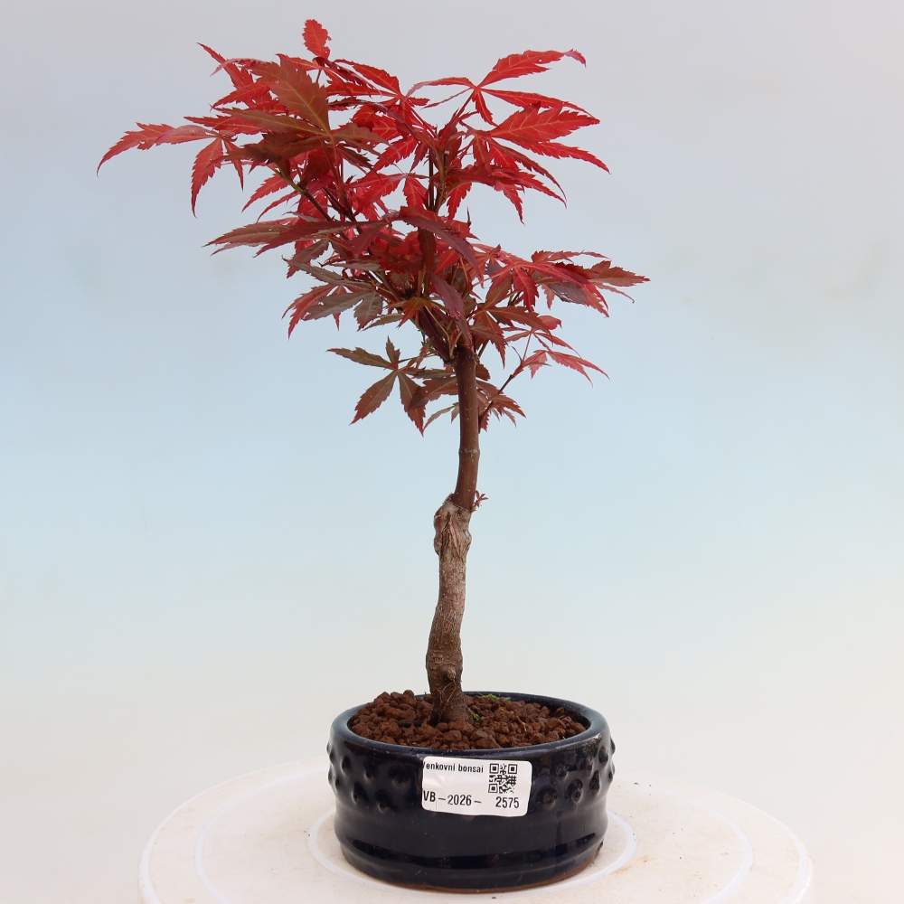 Venkovní bonsai - Acer palm. Atropurpureum-Javor dlanitolistý