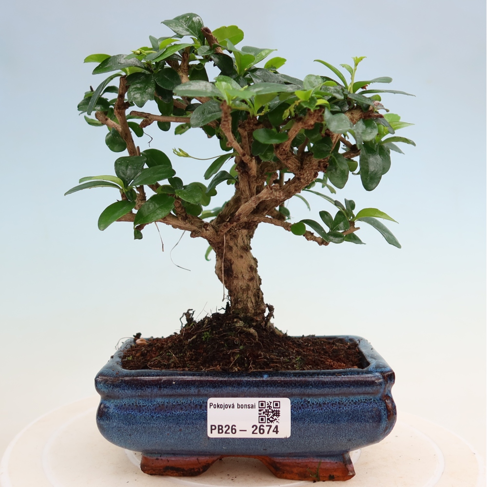 Pokojová bonsai - Carmona macrophylla - Čaj fuki