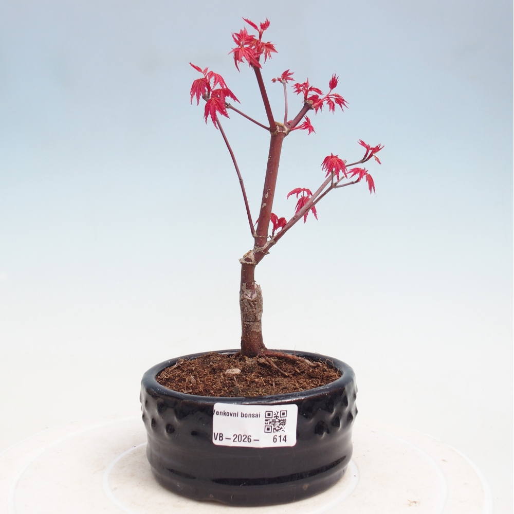 Venkovní bonsai - Javor dlanitolistý - Acer palmatum DESHOJO