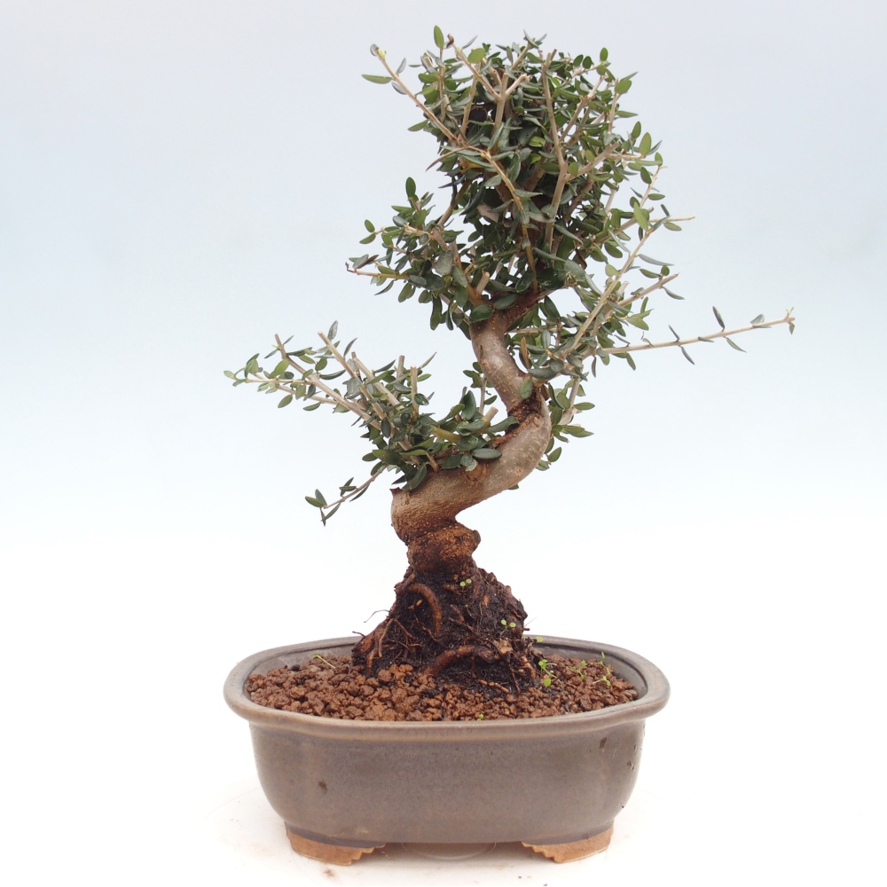 Pokojová bonsai - Olea europaea sylvestris -Oliva evropská drobnolistá