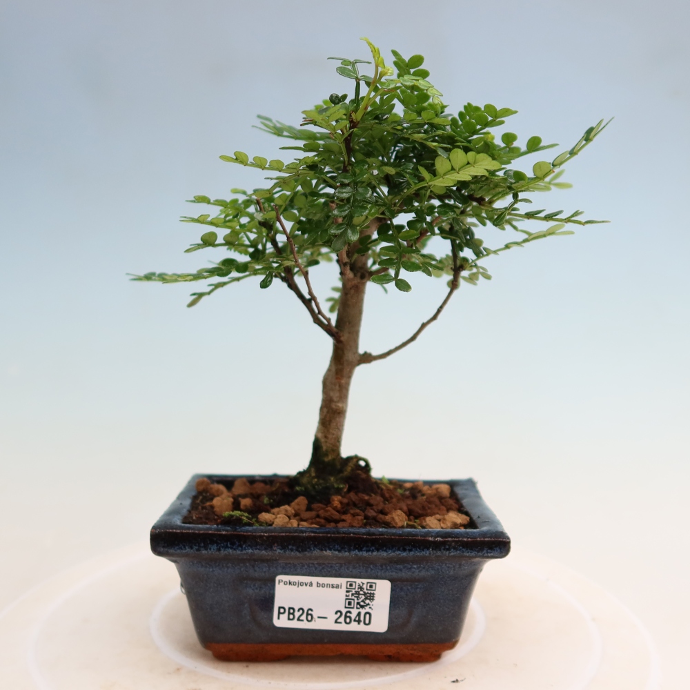 Pokojová bonsai - Zantoxylum piperitum - pepřovník