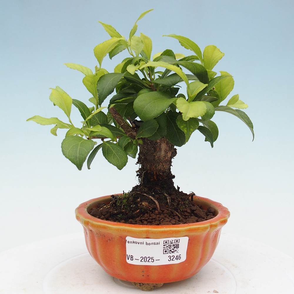 Venkovní bonsai - Celastrus  orbiculatus - Jesenec okrouhlolistý