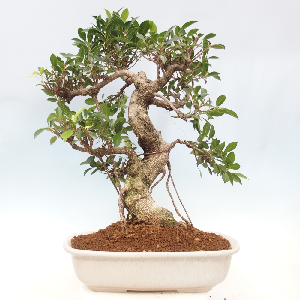 Pokojová bonsai - Ficus kimmen -  malolistý fíkus - POUZE OSOBNÍ ODBĚR nebo paletová přeprava