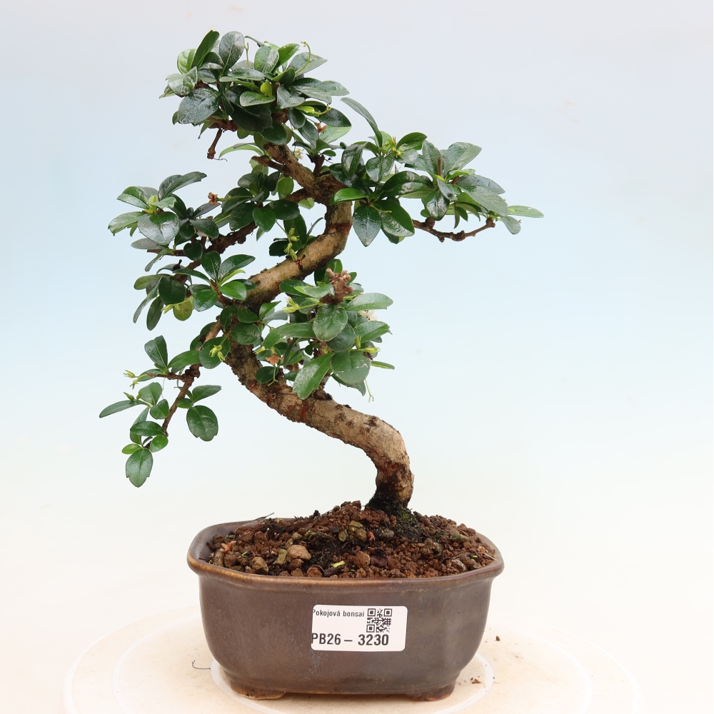 Pokojová bonsai - Carmona macrophylla - Čaj fuki