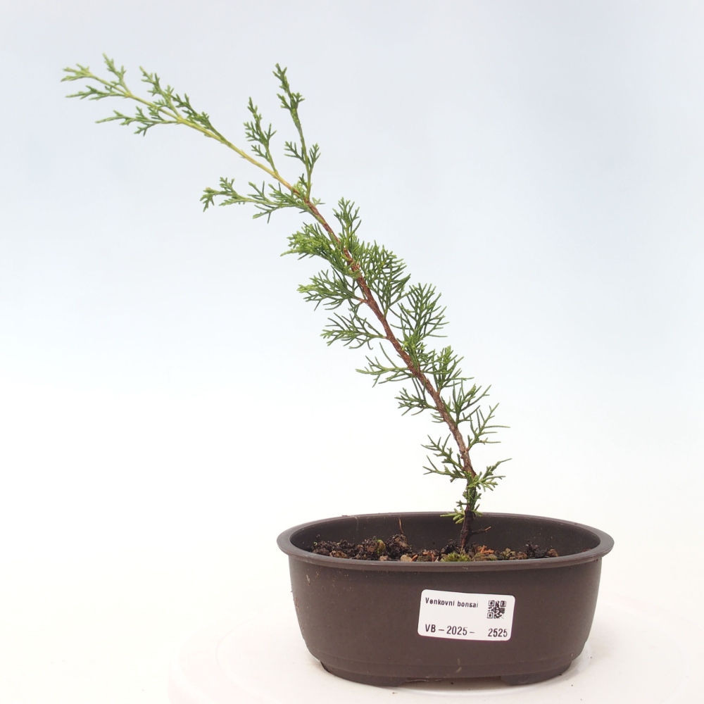Venkovní bonsai - Juniperus chinensis Itoigawa -Jalovec čínský