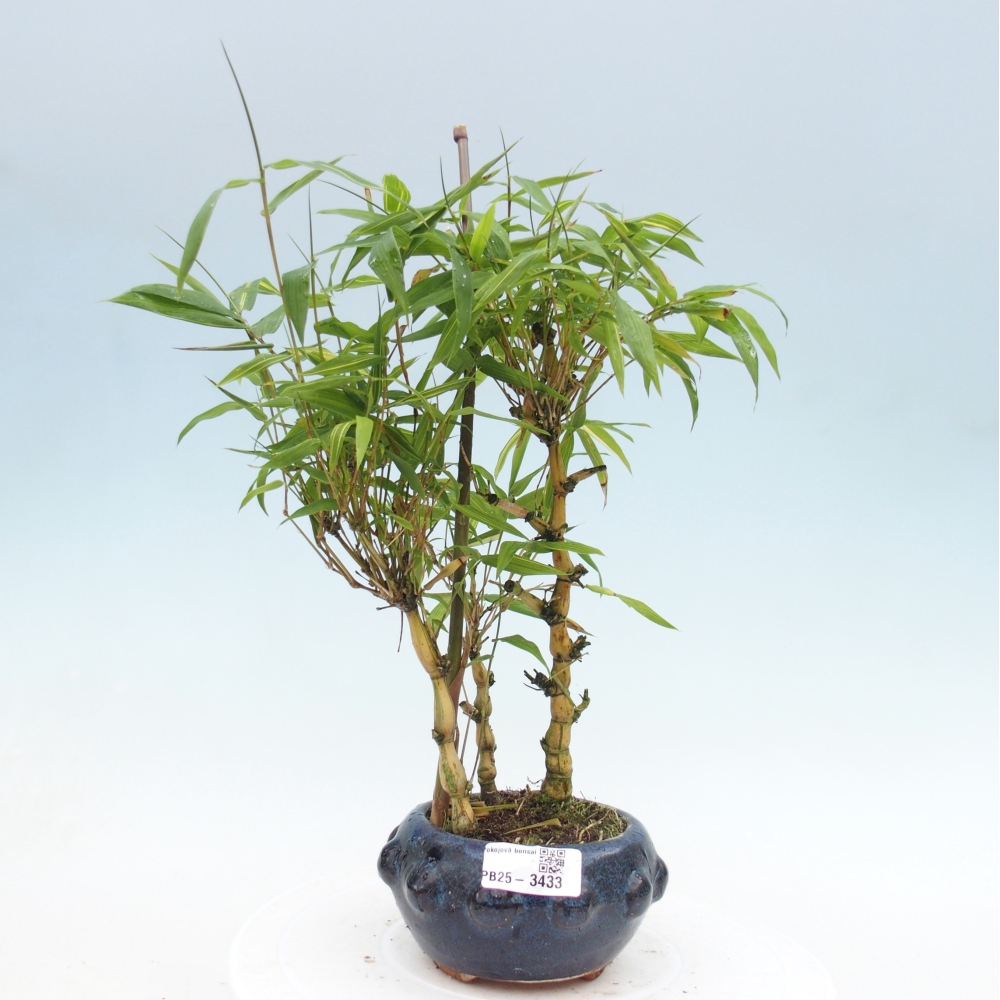 Pokojová bonsai - Bambus budha-Bambus budhovo břicho