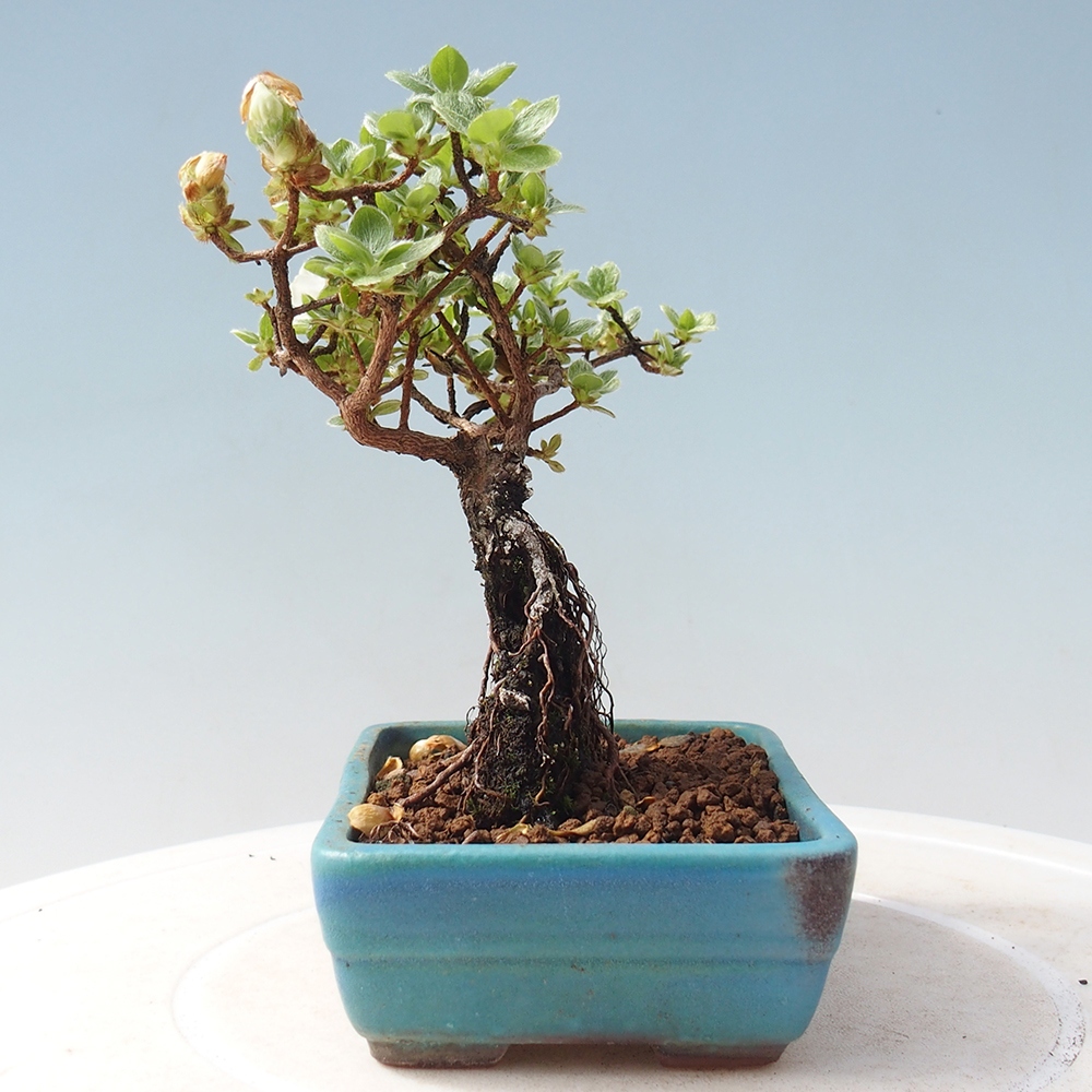 Venkovní bonsai - Rhododendron indicum - Japonská azalka