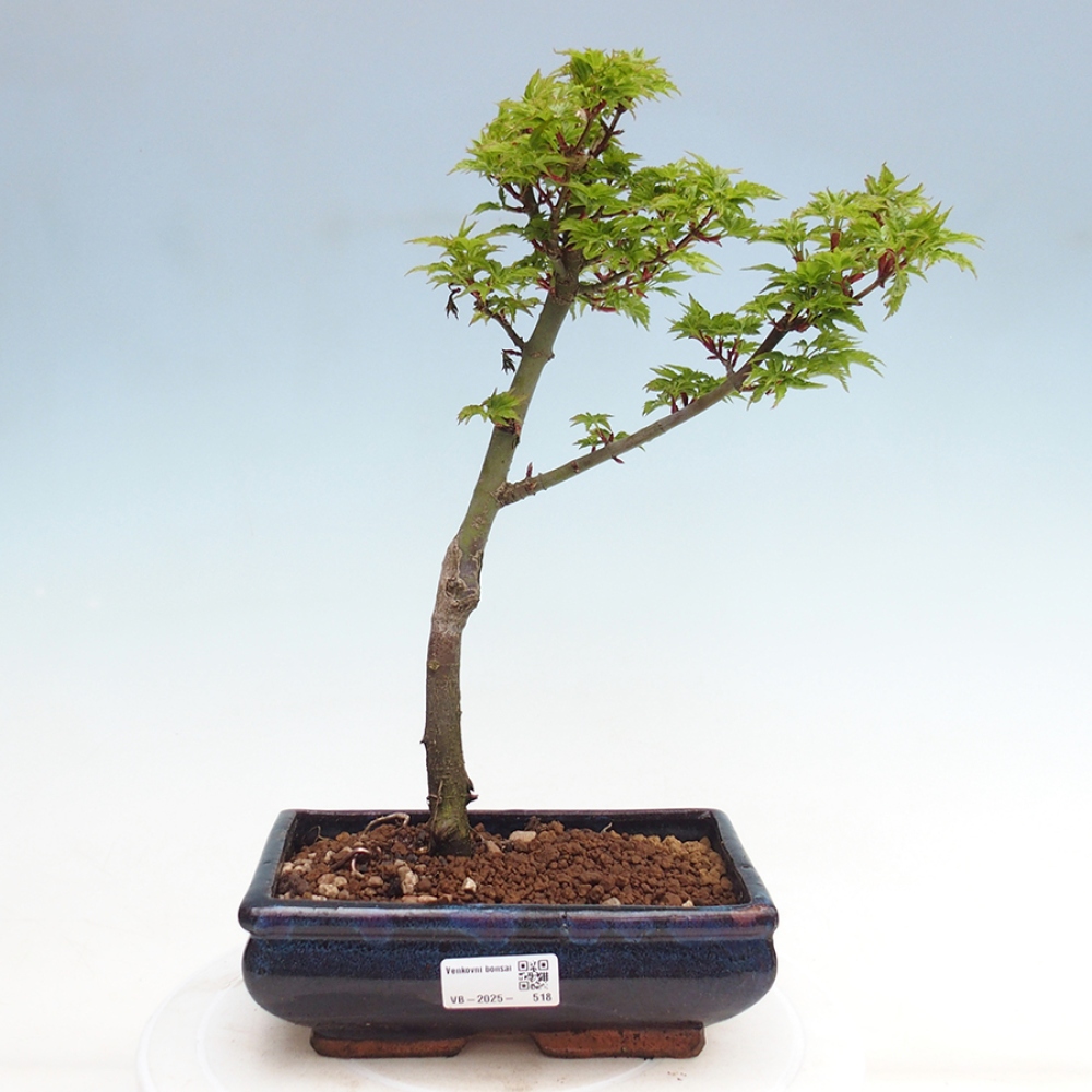 Venkovní bonsai -Javor dlanitolistý Acer palmatum Shishigashira
