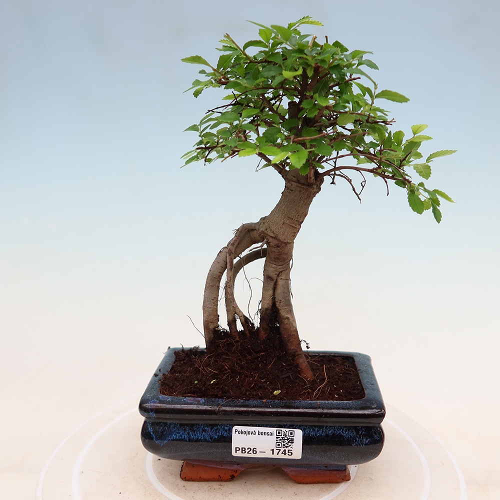Pokojová bonsai - Ulmus parvifolia - Malolistý jilm