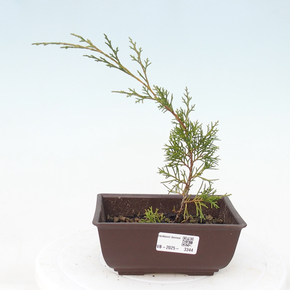 Venkovní bonsai - Juniperus chinensis Itoigawa -Jalovec čínský