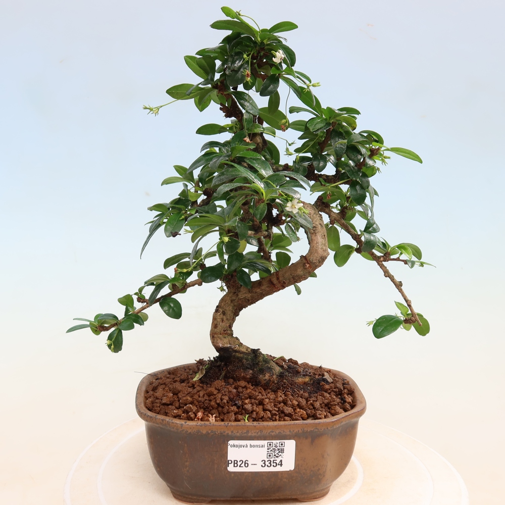 Pokojová bonsai - Carmona macrophylla - Čaj fuki