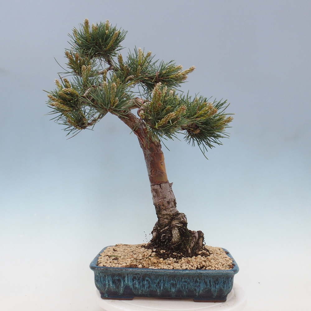 Venkovní bonsai - Pinus Sylvestris Watererri - Borovice lesní