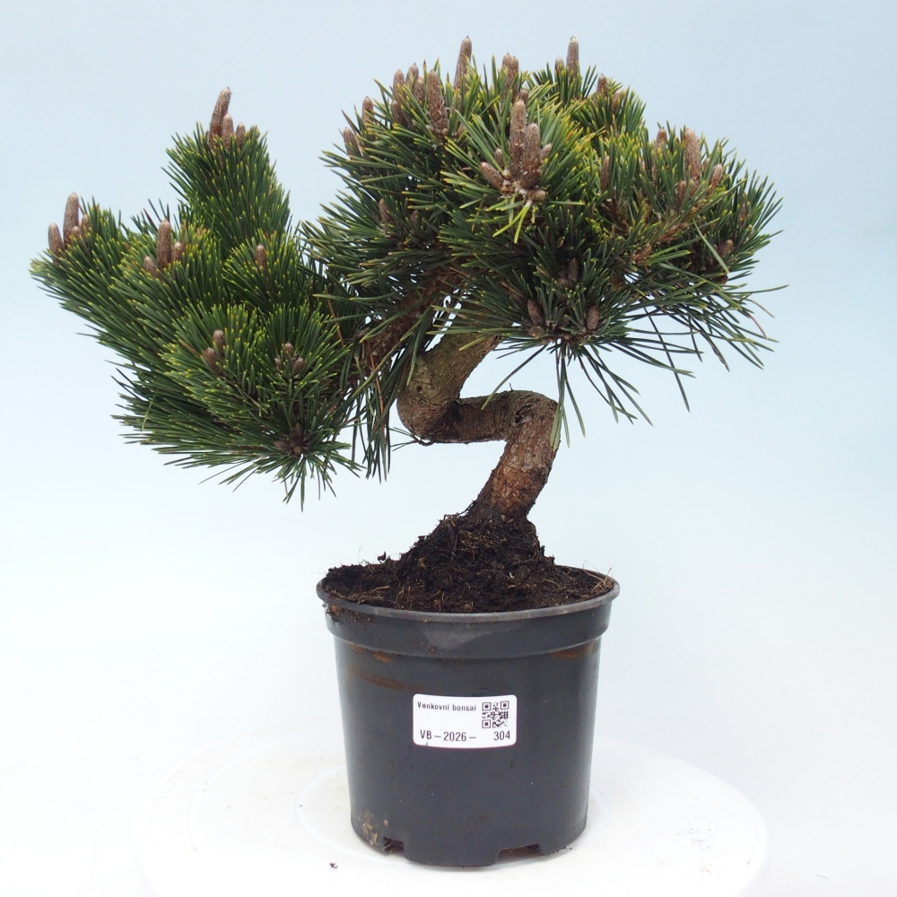 Venkovní bonsai - Pinus thunbergii senjyumaru - Borovice thunbergova