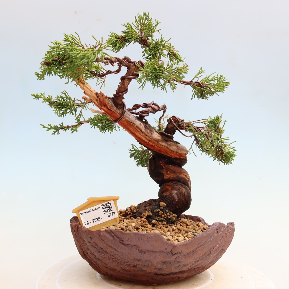 Venkovní bonsai - Juniperus chinensis Itoigawa-Jalovec čínský