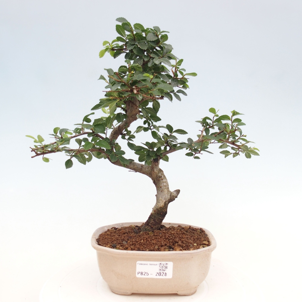 Pokojová bonsai-Malolistý jilm 