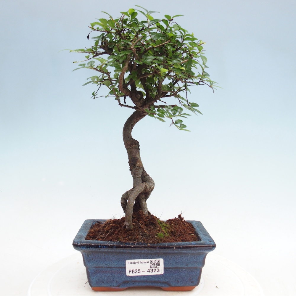 Pokojová bonsai - Ulmus parvifolia - Malolistý jilm