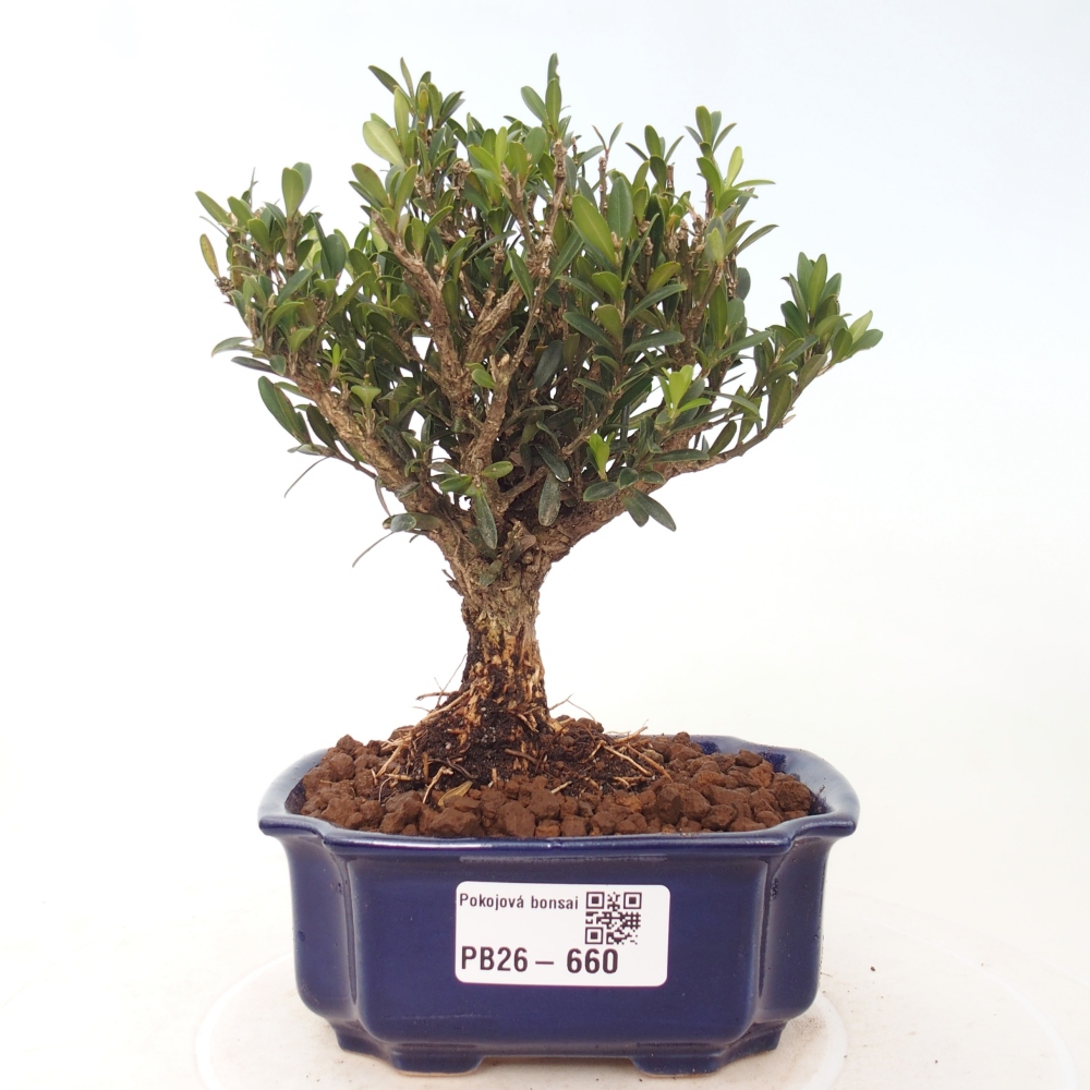 Pokojová bonsai - Buxus harlandii -korkový buxus
