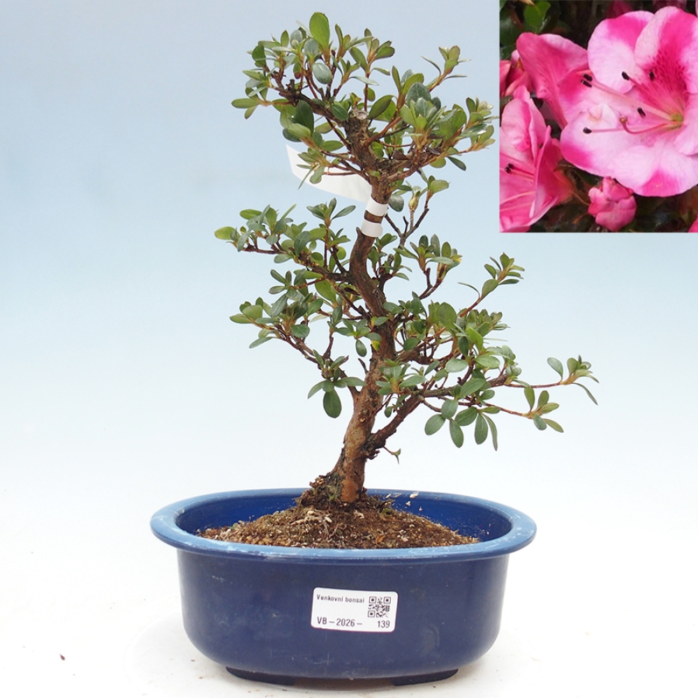 Venkovní bonsai - Japonská azalka - Azalea Kobai
