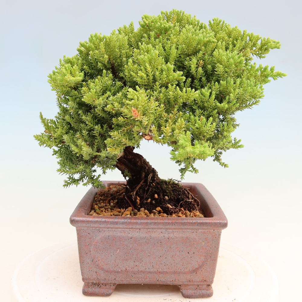 Venkovní bonsai - Juniperus procumbens - Jalovec polehavý