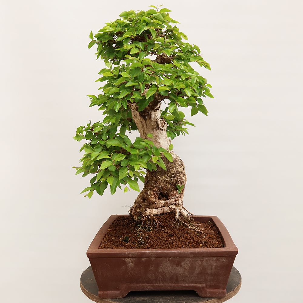 Venkovní bonsai -Carpinus Coreana - Habr korejský