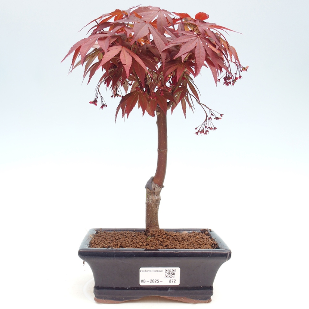 Venkovní bonsai - Acer palm. Atropurpureum-Javor dlanitolistý