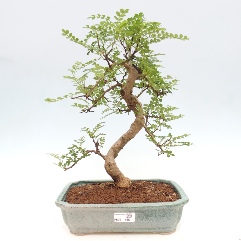 Pokojová bonsai - Zantoxylum piperitum - pepřovník