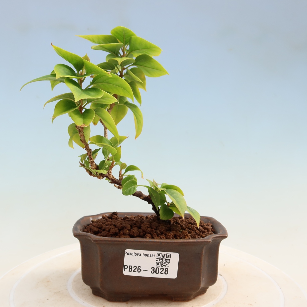 Pokojová bonsai - Bouganwilea