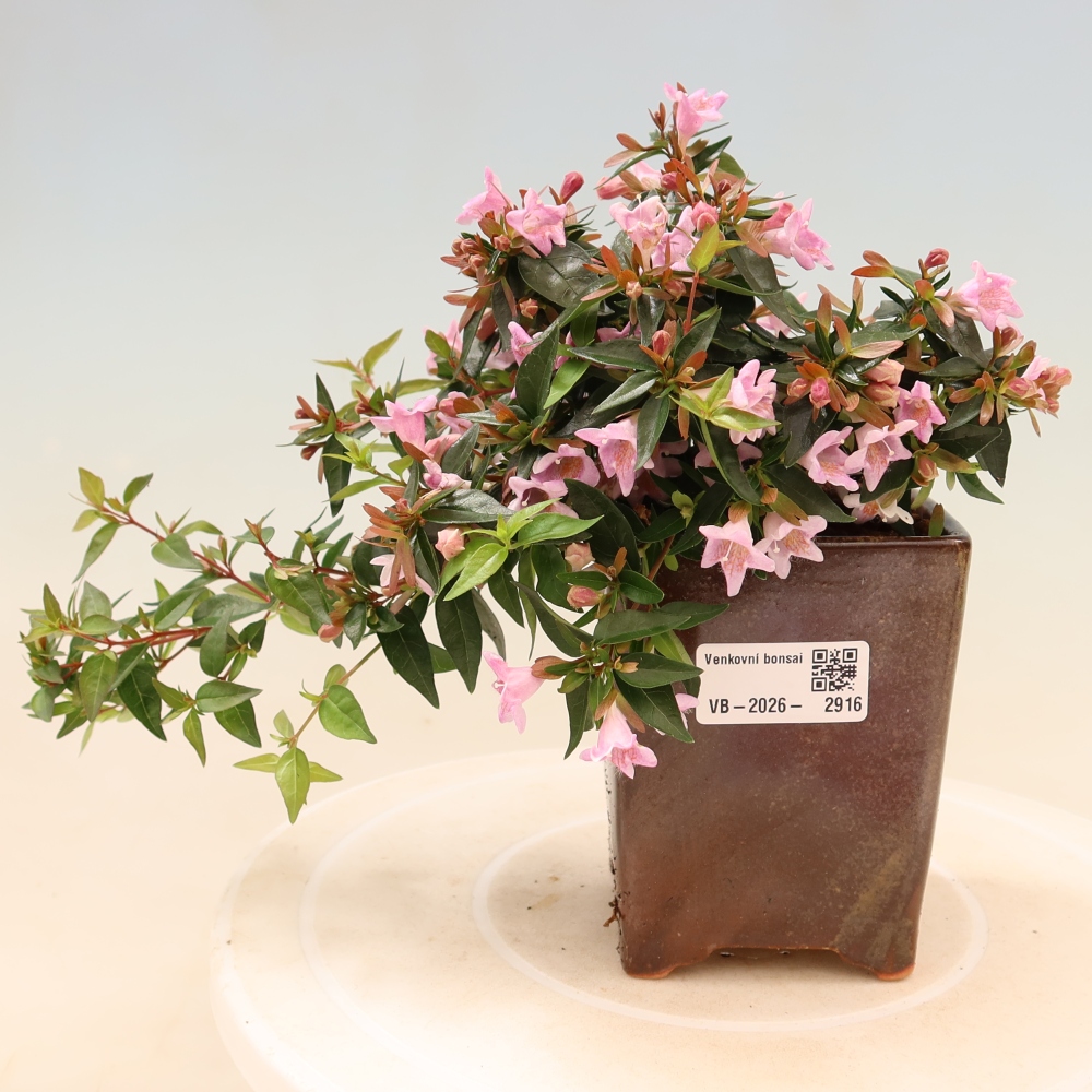 Venkovní bonsai - Abelia Edward Goucher - Abélie velkokvětá