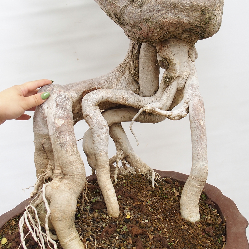 Pokojová bonsai - Bouganwilea