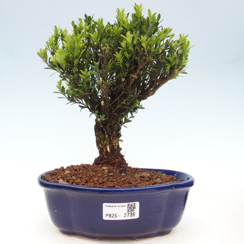 Pokojová bonsai - Buxus harlandii - korkový buxus
