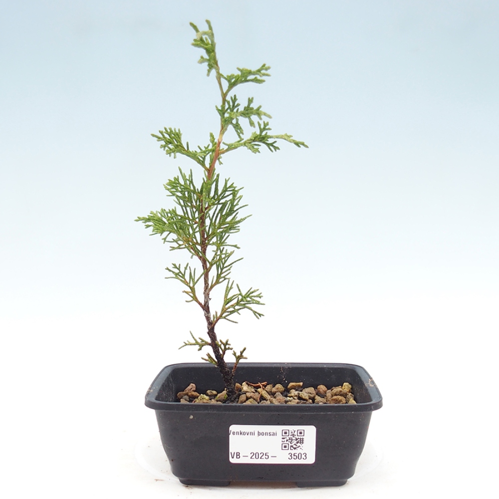 Venkovní bonsai - Juniperus chinensis Itoigawa -Jalovec čínský