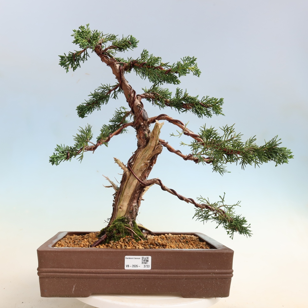 Venkovní bonsai - Juniperus chinensis Kishu -Jalovec čínský